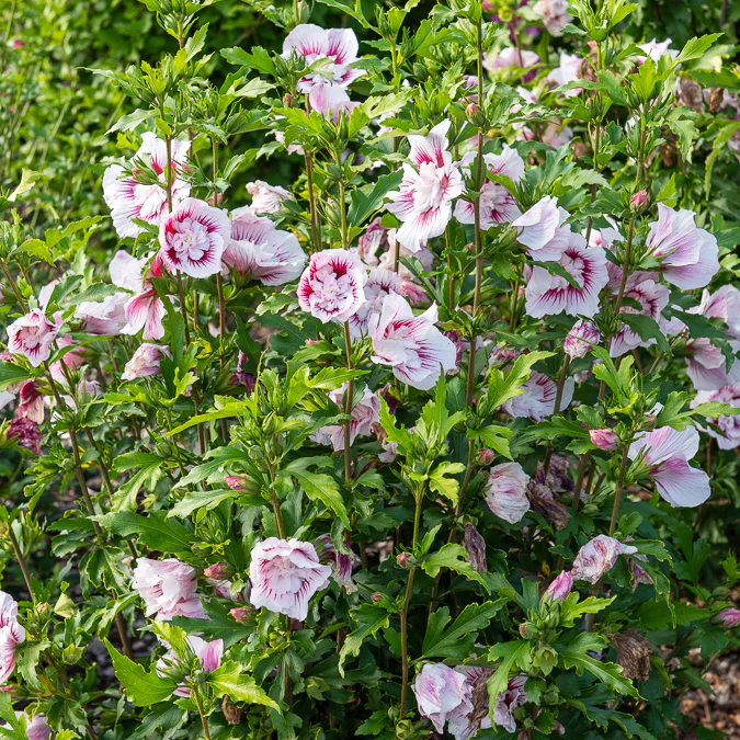 Hibiscus Starbust Chiffon® - Image 2
