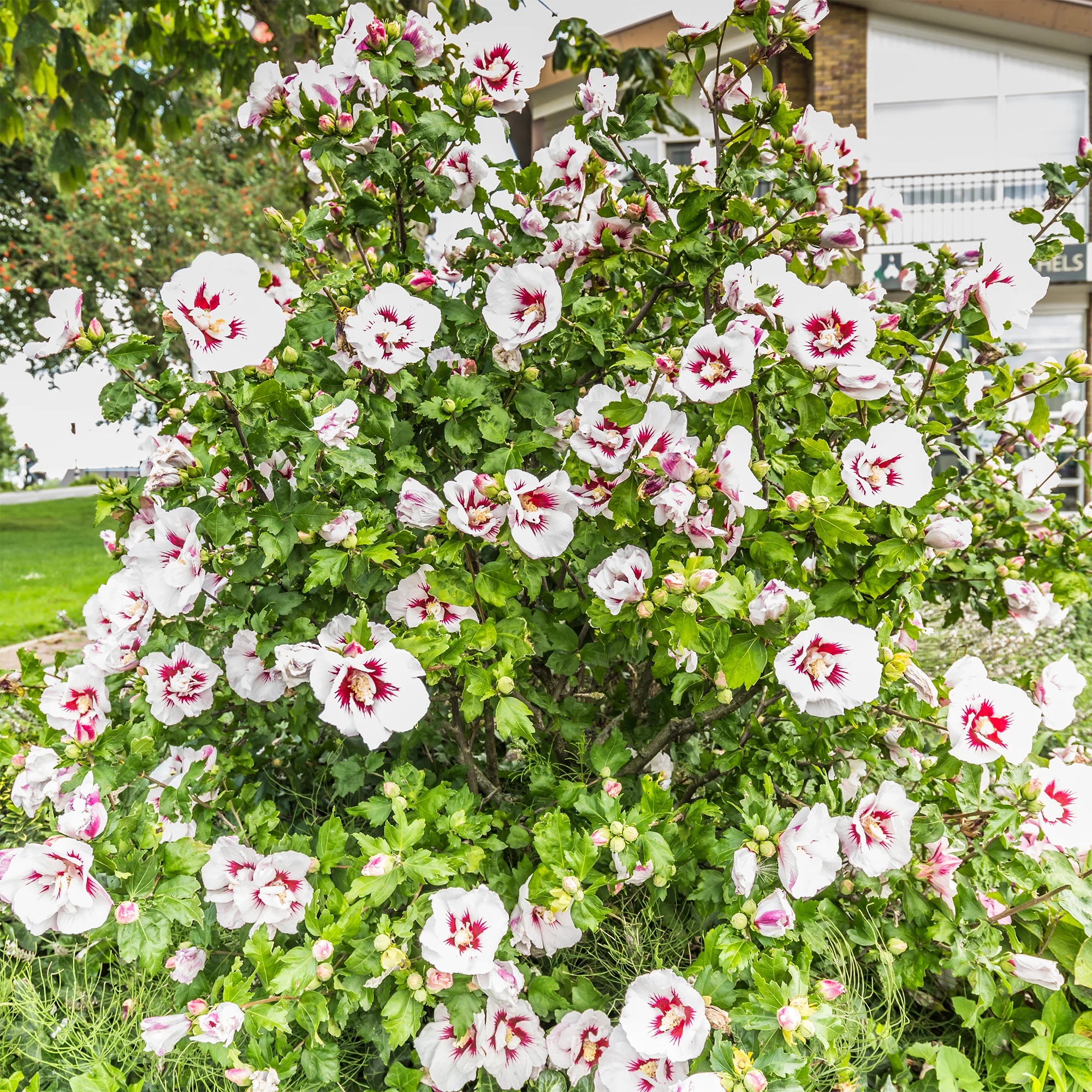 Hibiscus syriacus Hamabo