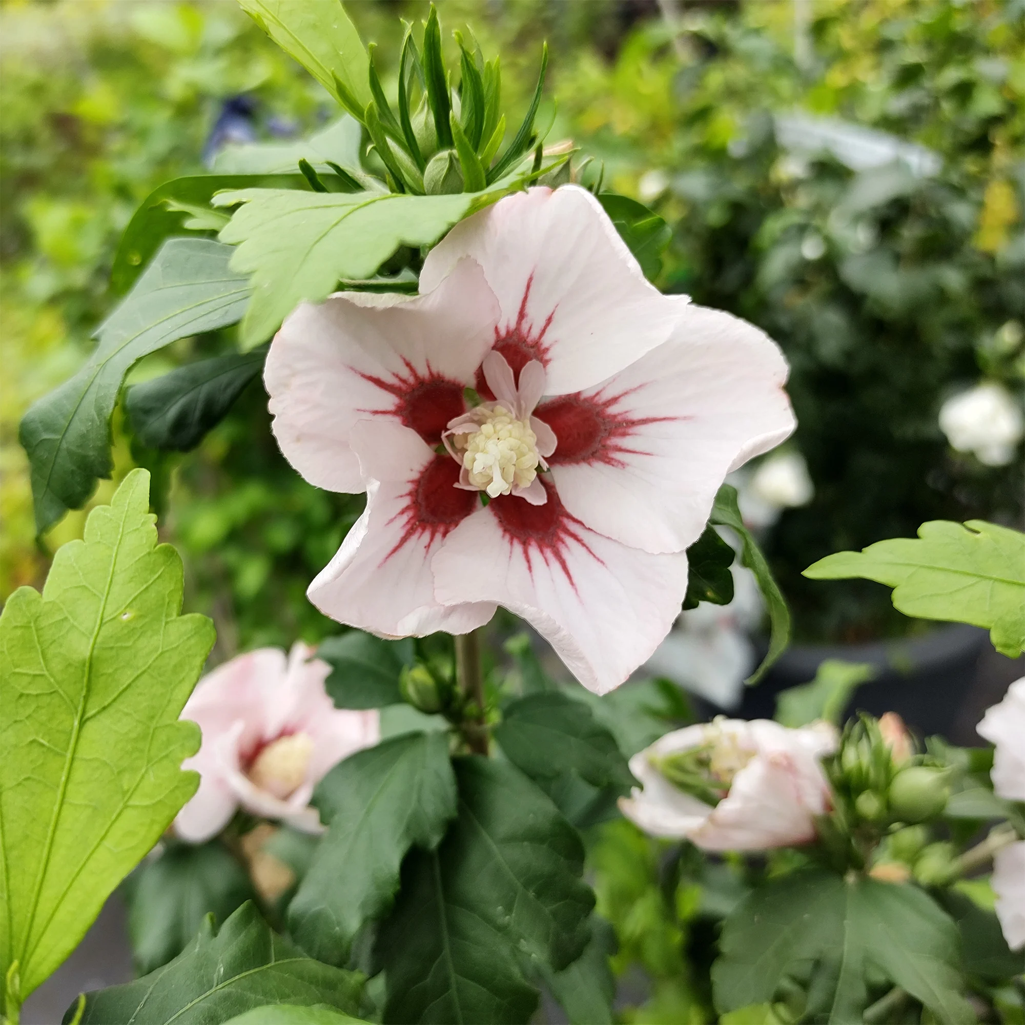 Hibiscus syriacus Hamabo - Image 2