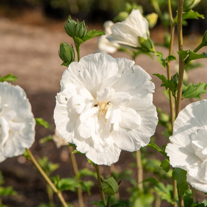 Hibiscus White Chiffon - Image 2