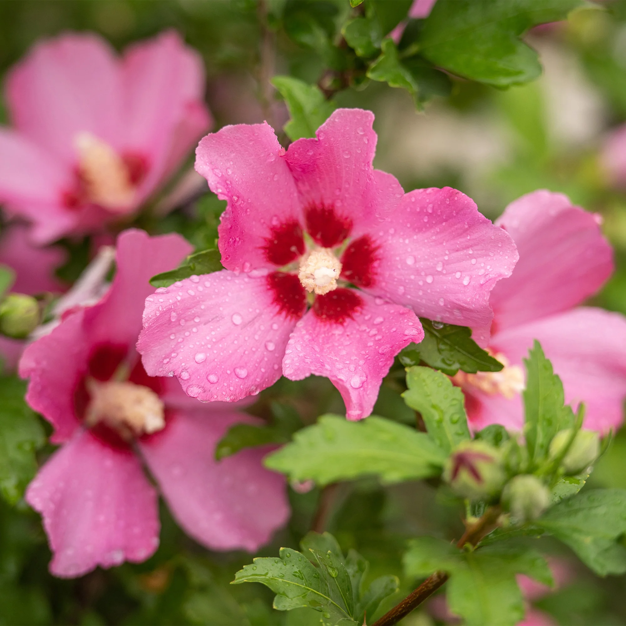 Hibiscus Woodbridge - Image 3