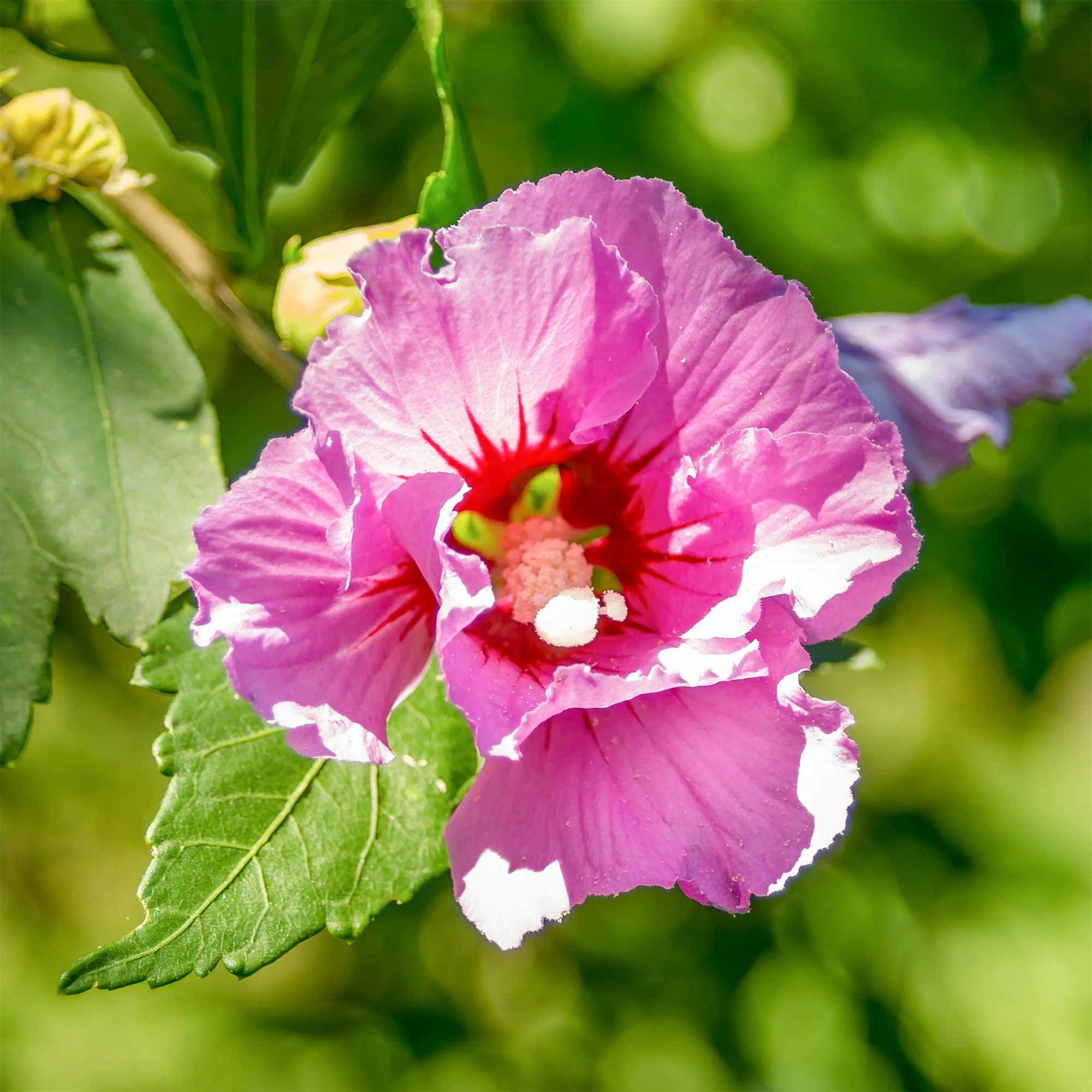 Hibiscus Woodbridge - Image 4