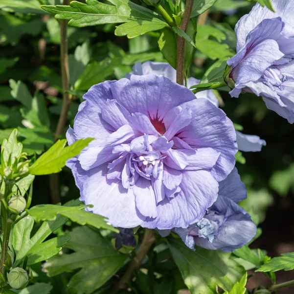 Hibiscusblauw chiffon - Image 2