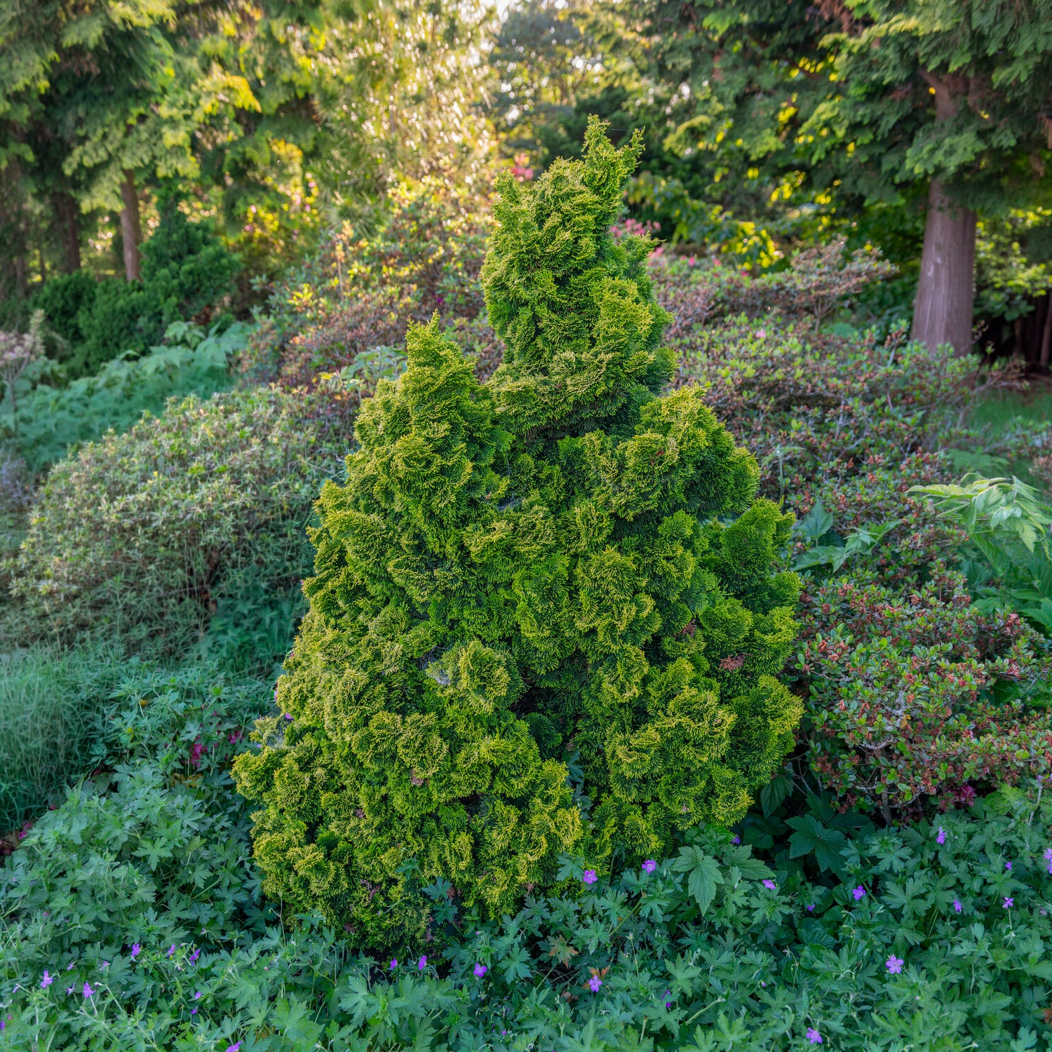 Hinoki-cipres Aurora - Image 2