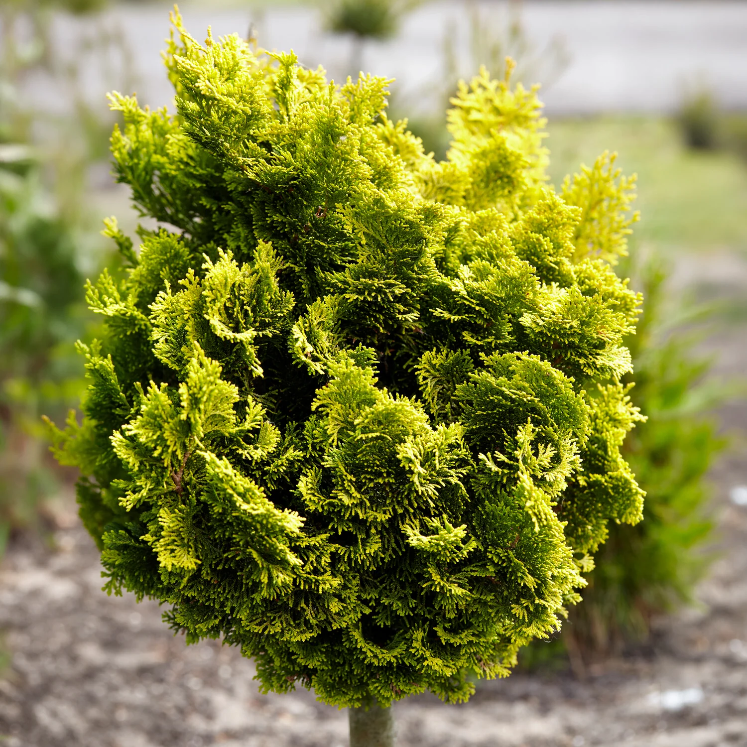 Hinoki-cipres Aurora - Image 3