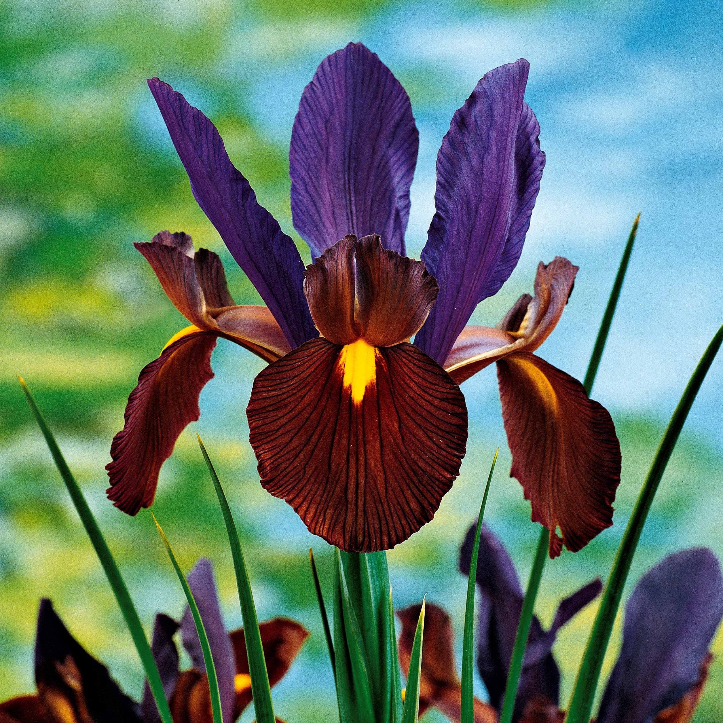 Hollandse Iris Mix (x40) - Image 2
