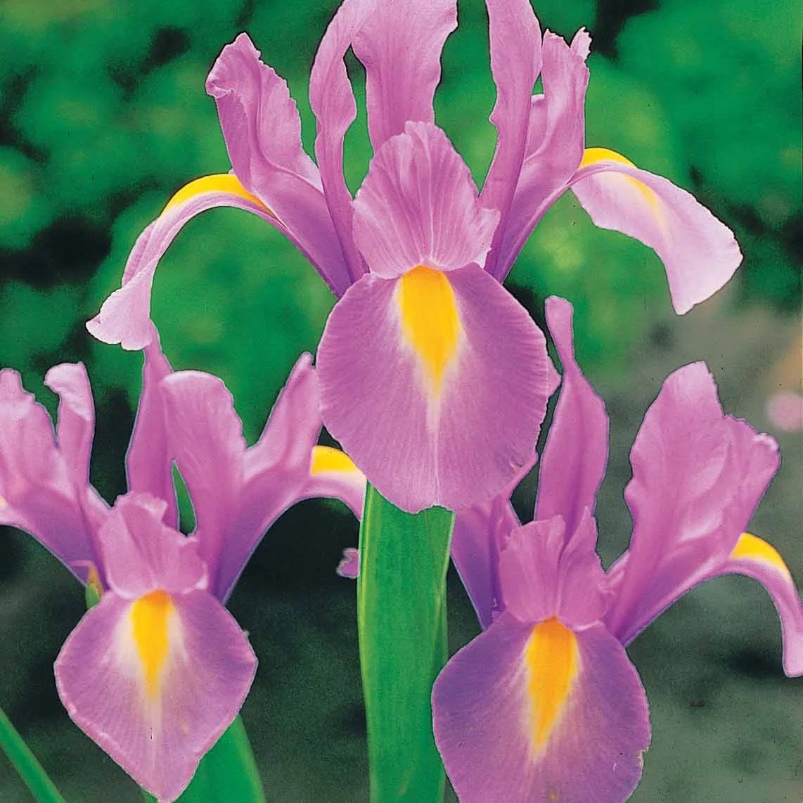 Hollandse Iris Mix (x40) - Image 3