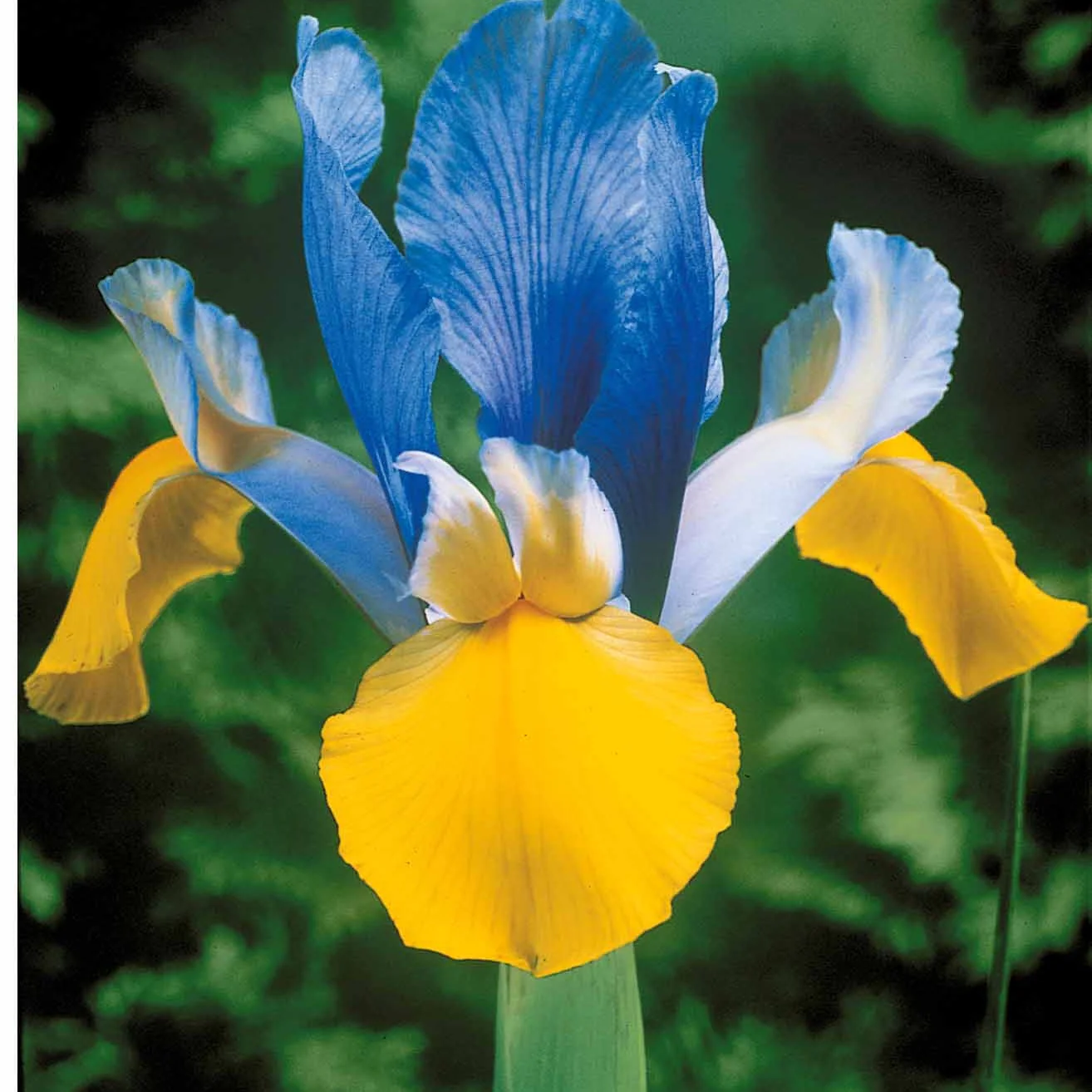 Hollandse Iris Mix (x40) - Image 4