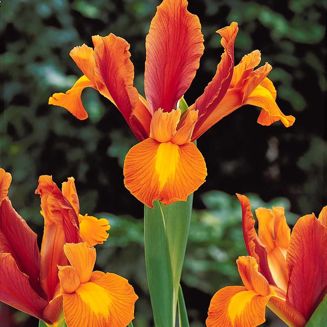 Hollandse Iris Mix (x40) - Image 5