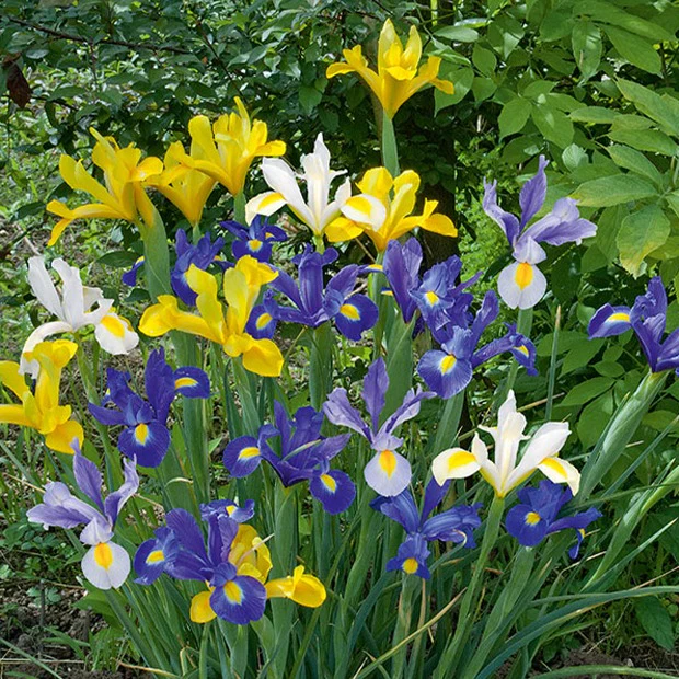 Hollandse Iris Mix (x50)