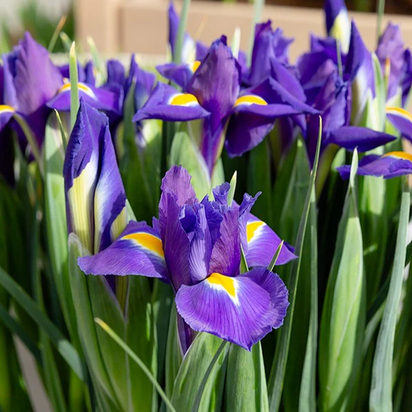 Hollandse Iris Purple Sensation