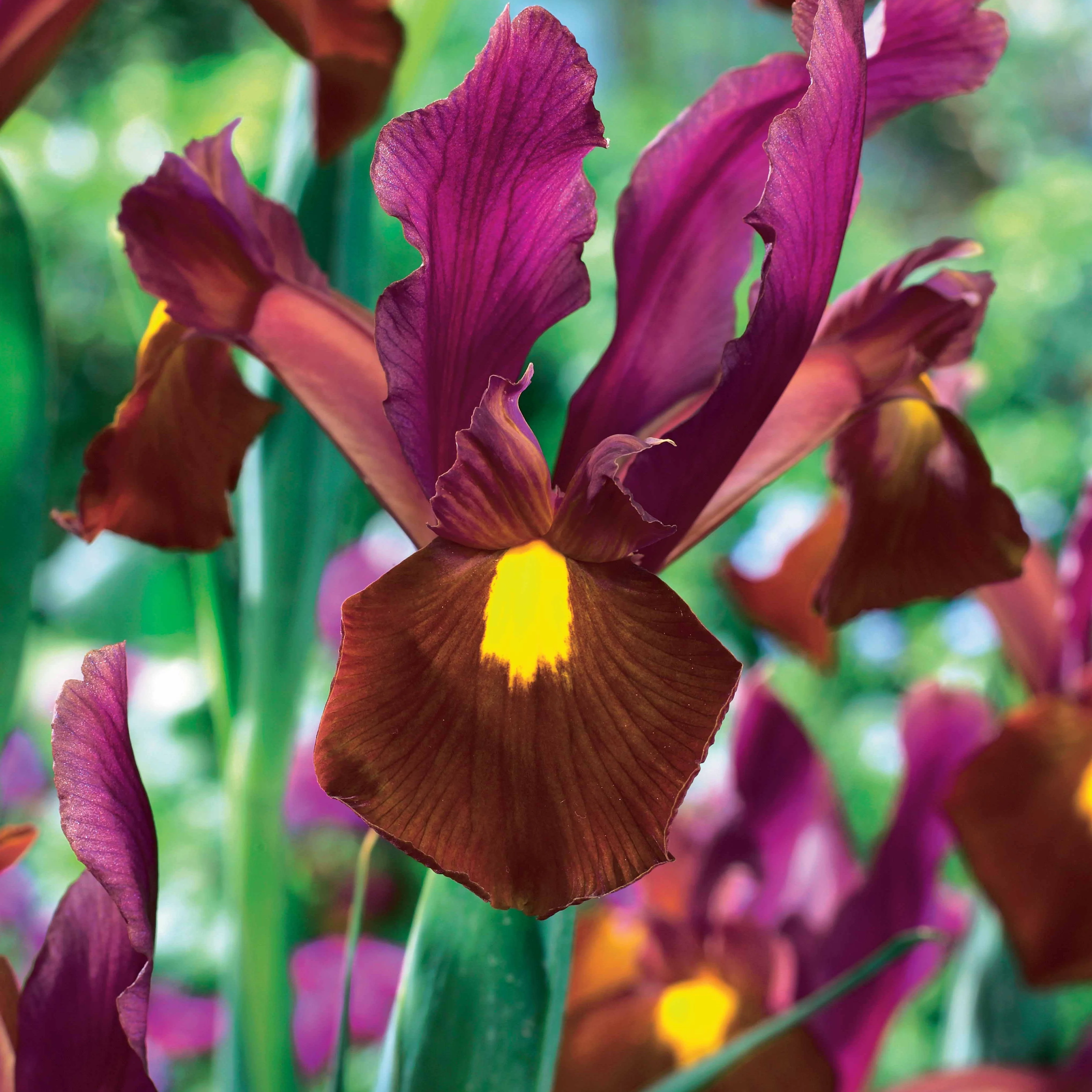 Hollandse iris 'Red Ember' (x20) - Image 2