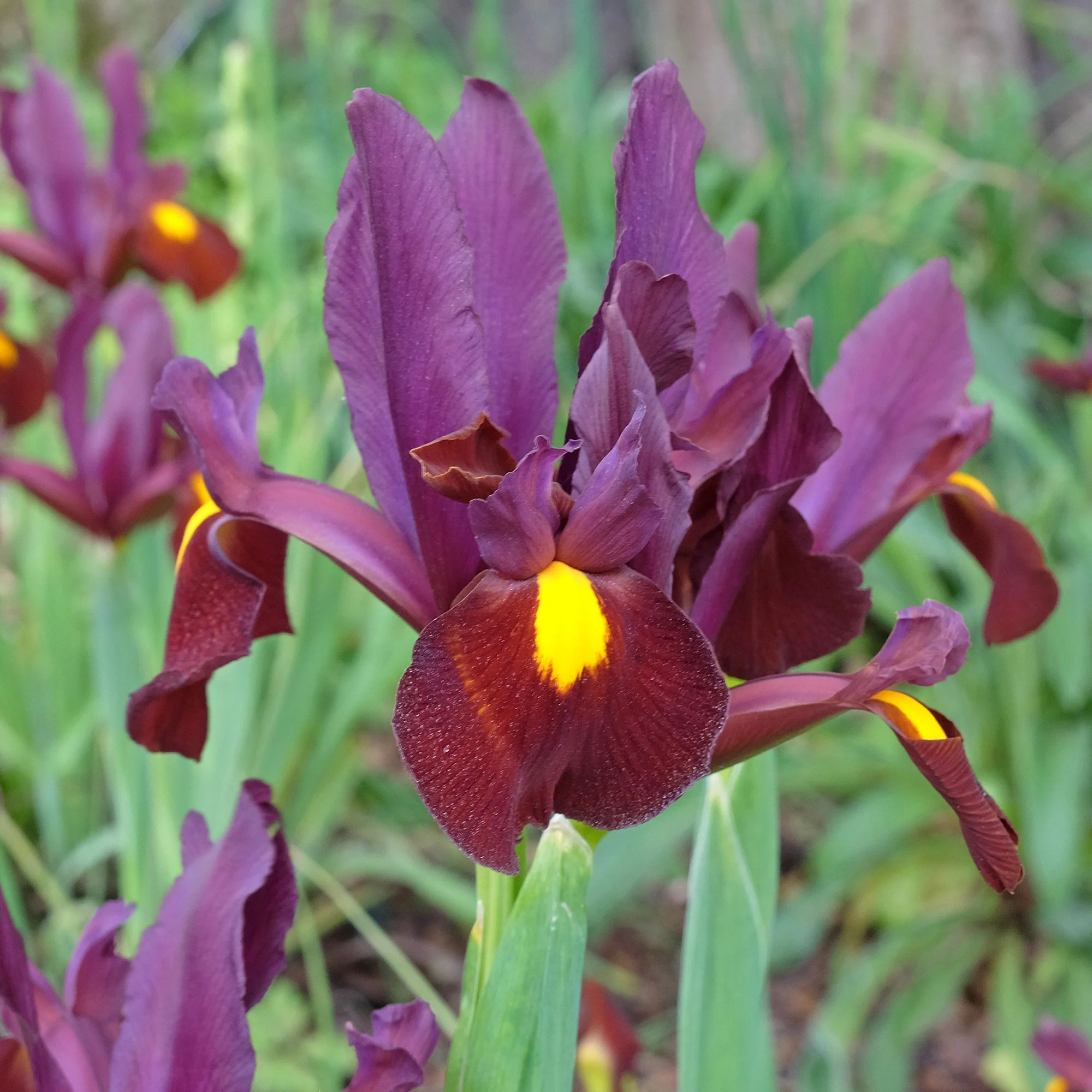 Hollandse iris 'Red Ember' (x20) - Image 3