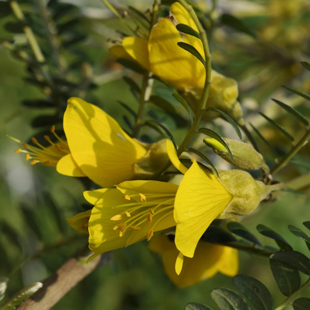 Honingboom - Image 4