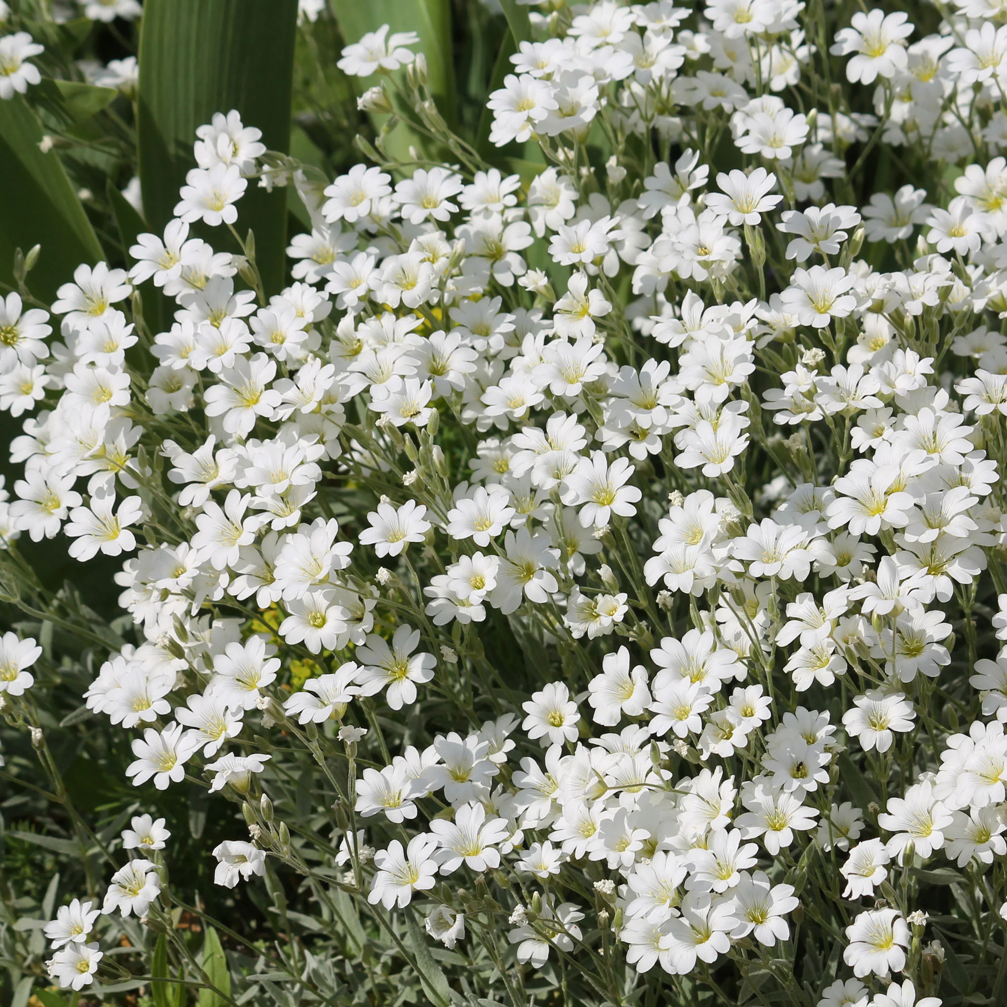 Hoornbloem