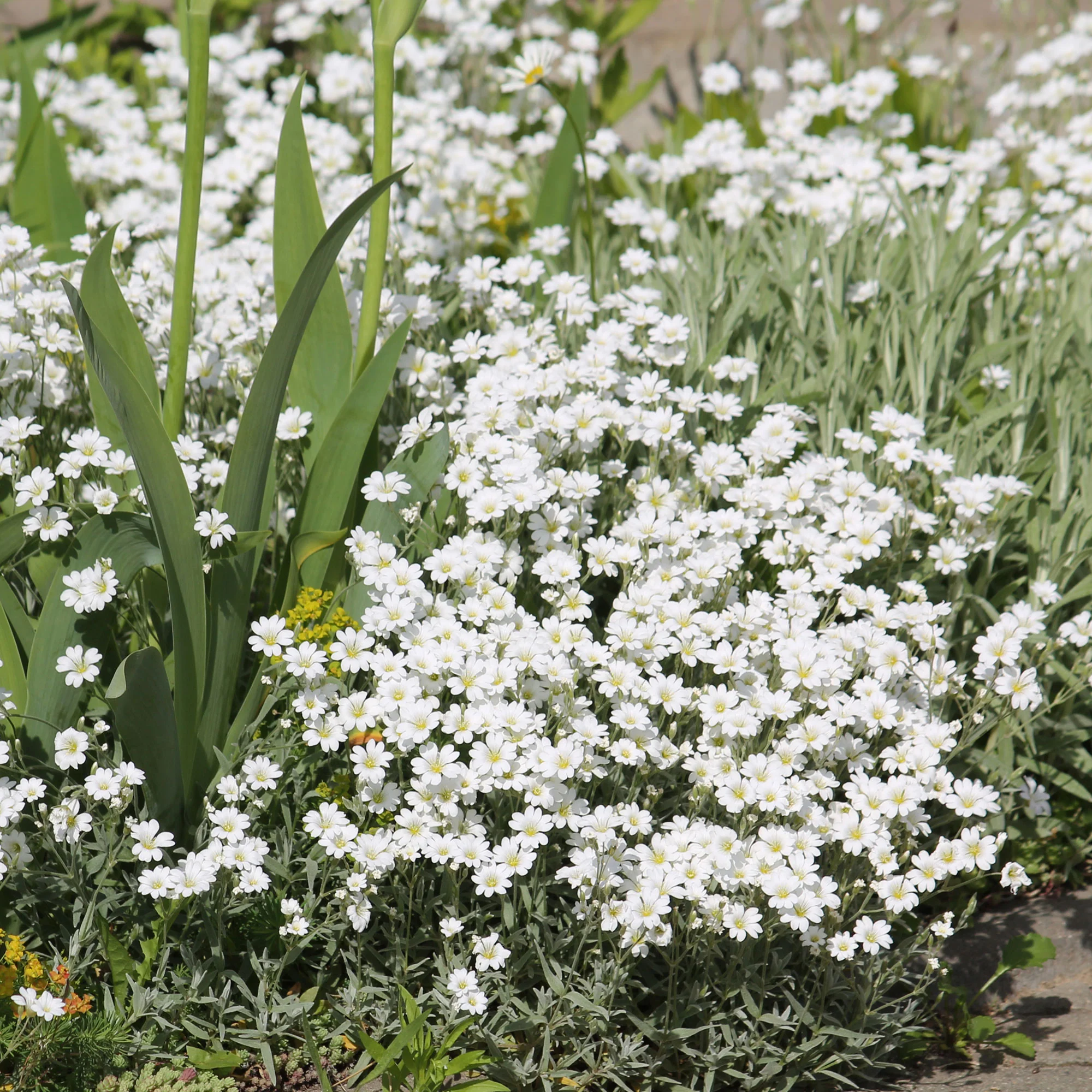 Hoornbloem - Image 2