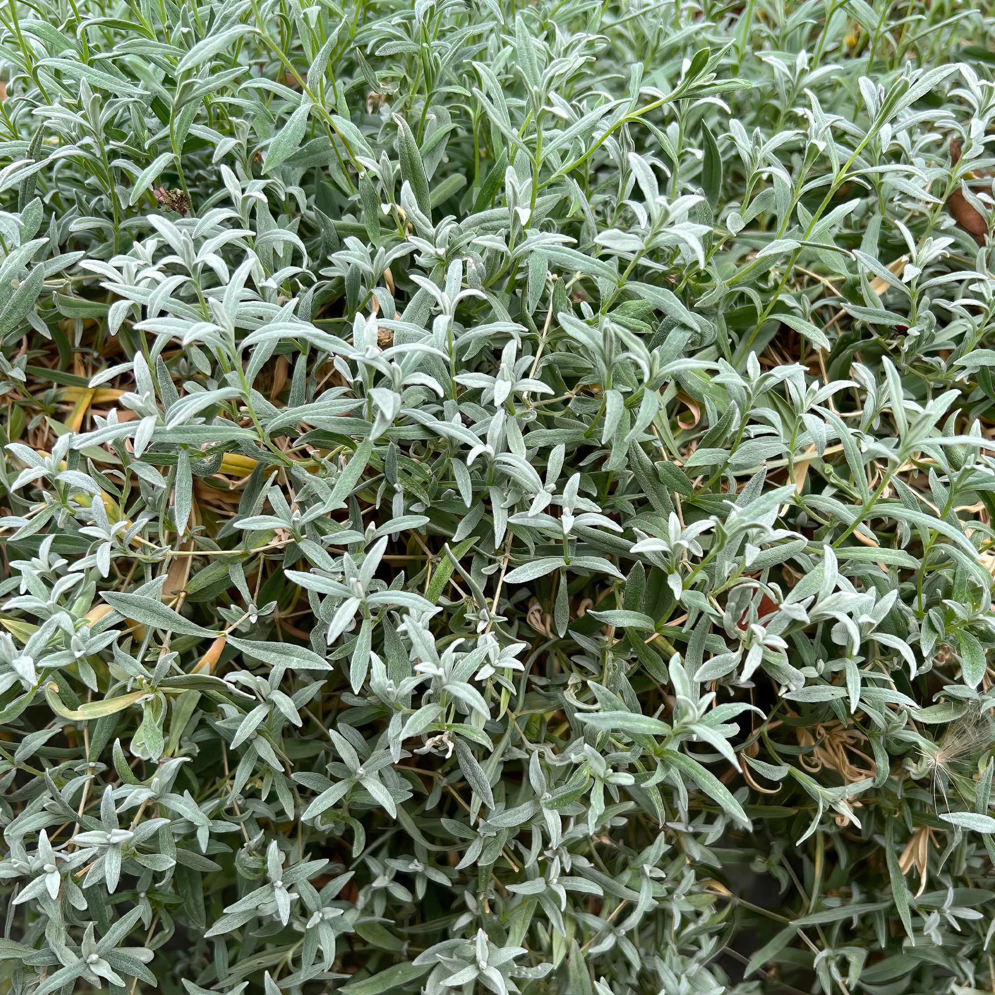 Hoornbloem - Image 3