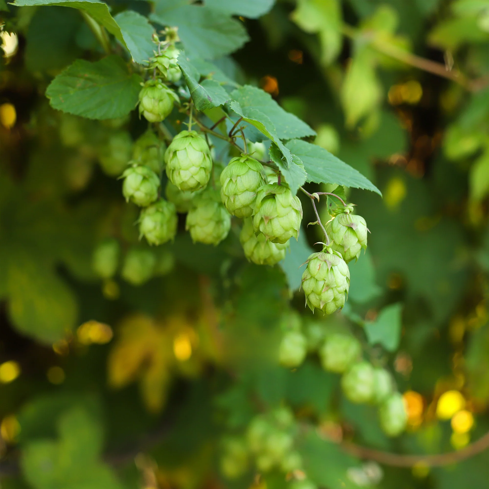 Hop - Image 2