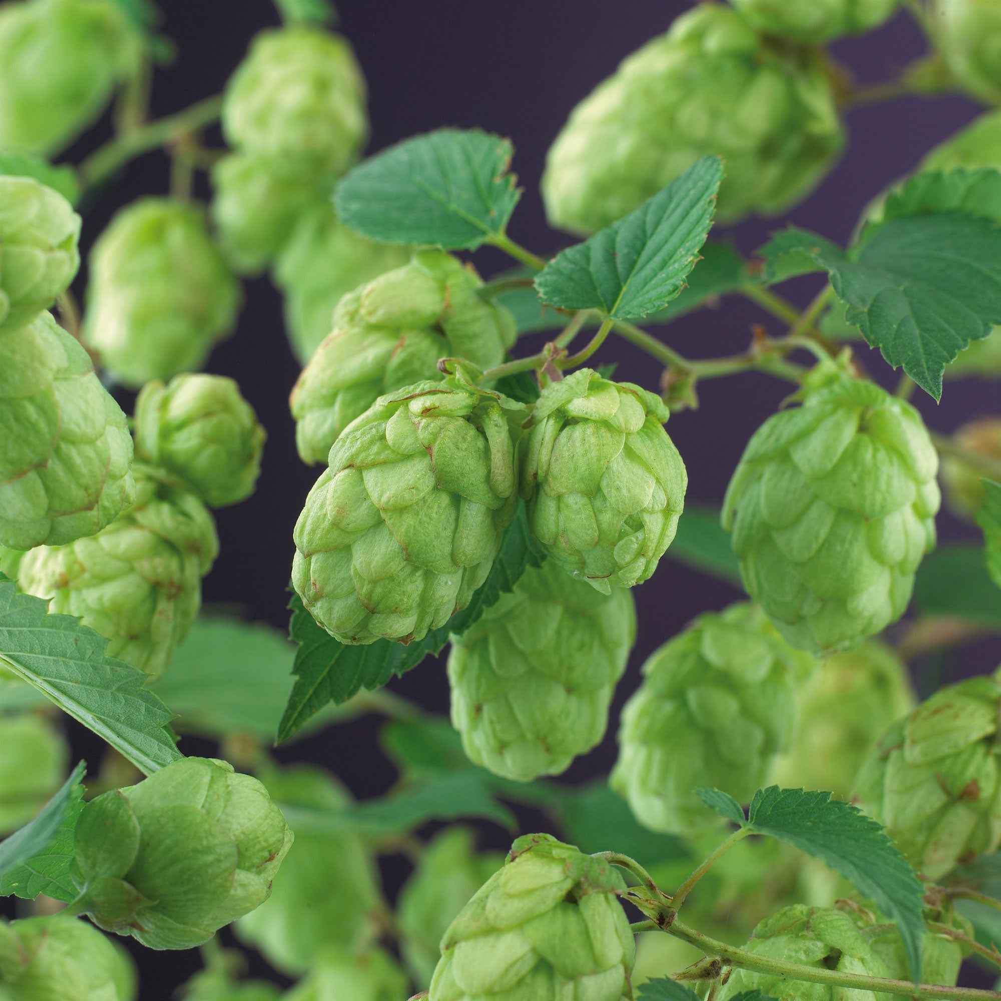 Hop 'Magnum' - Image 3