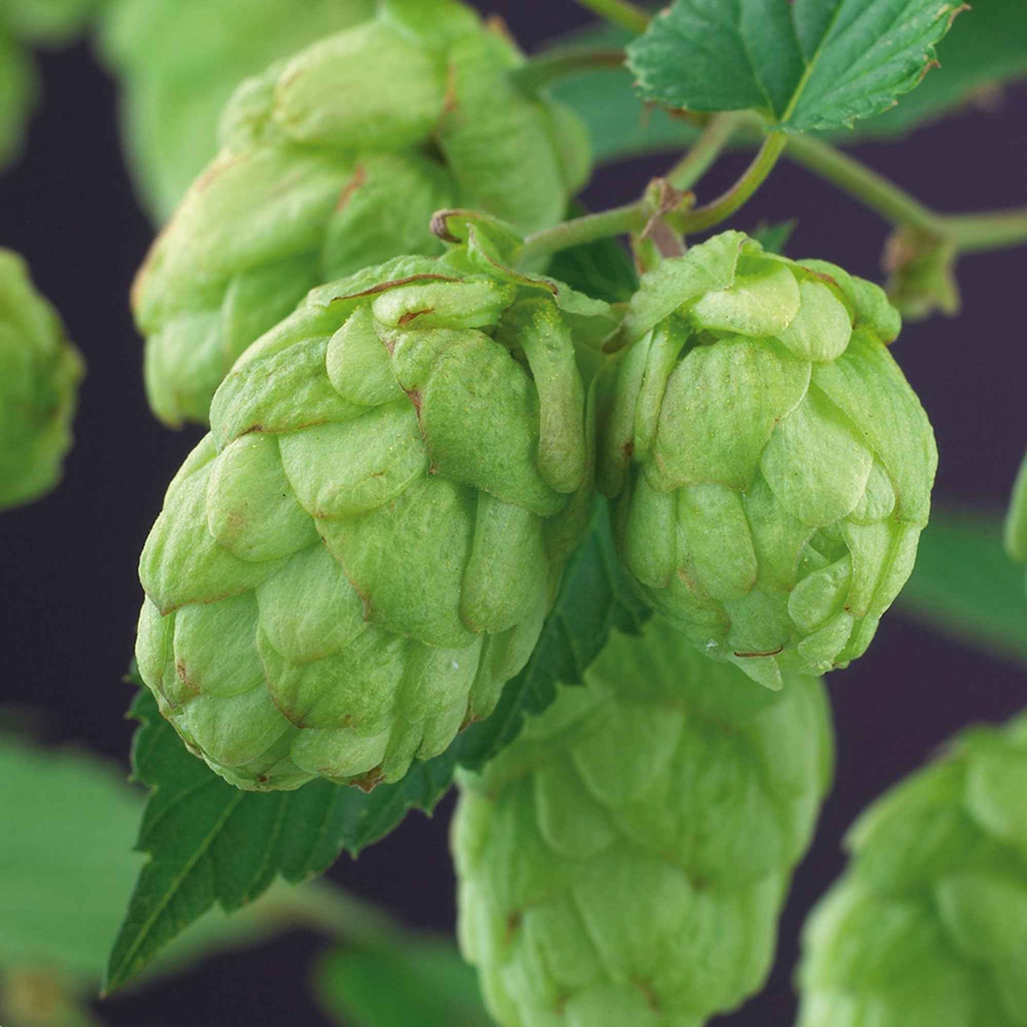 Hop 'Magnum' - Image 4