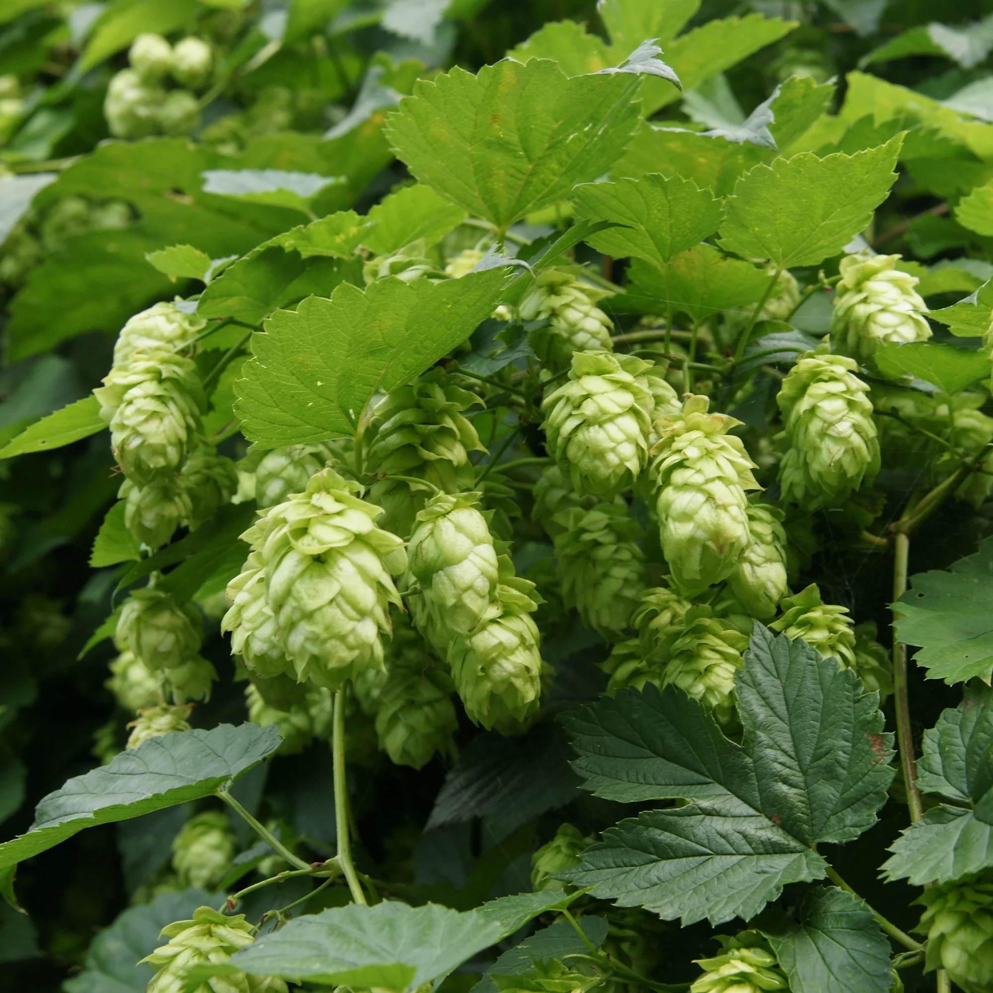 Hop 'Magnum' - Image 5
