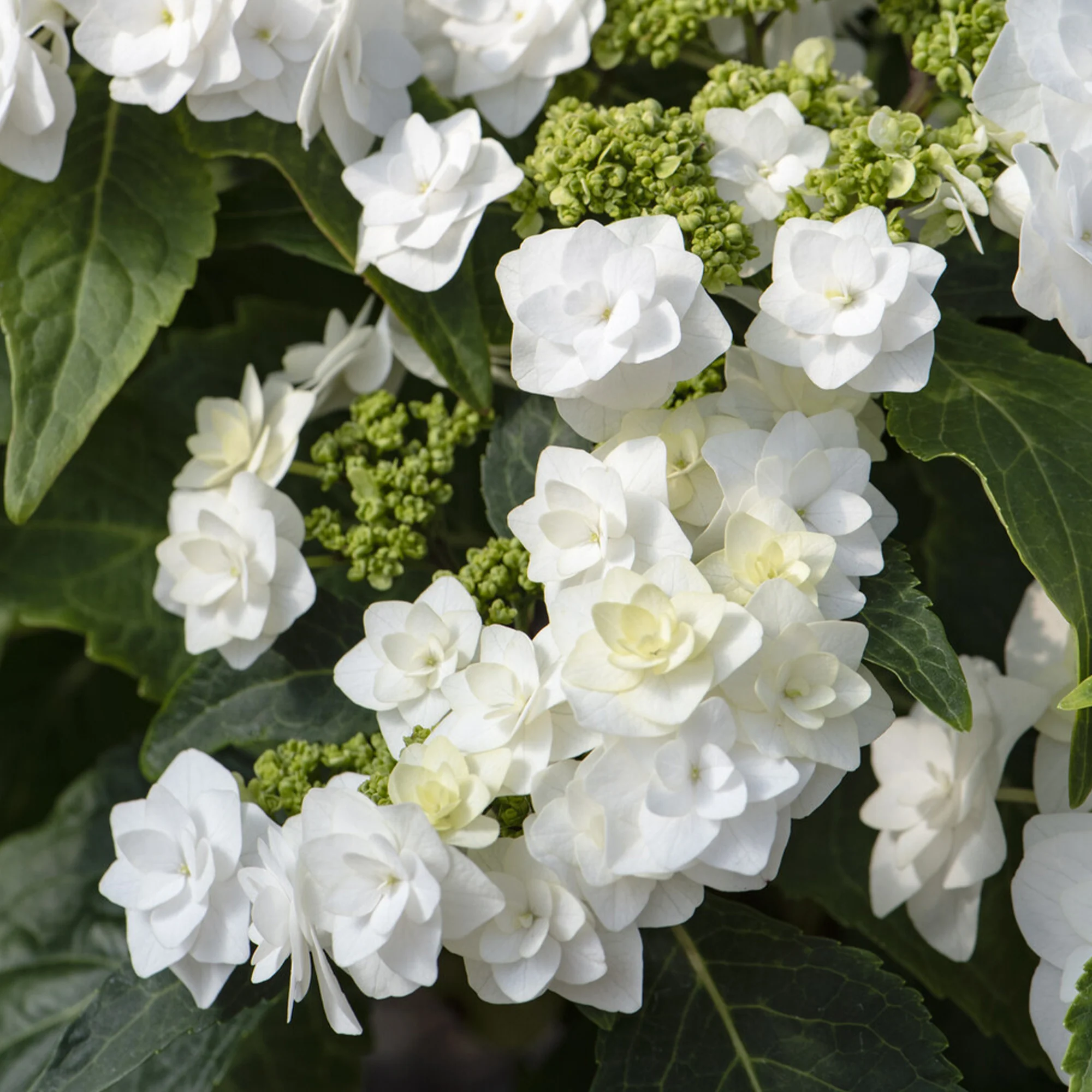 Hortensia Doppio Bianco