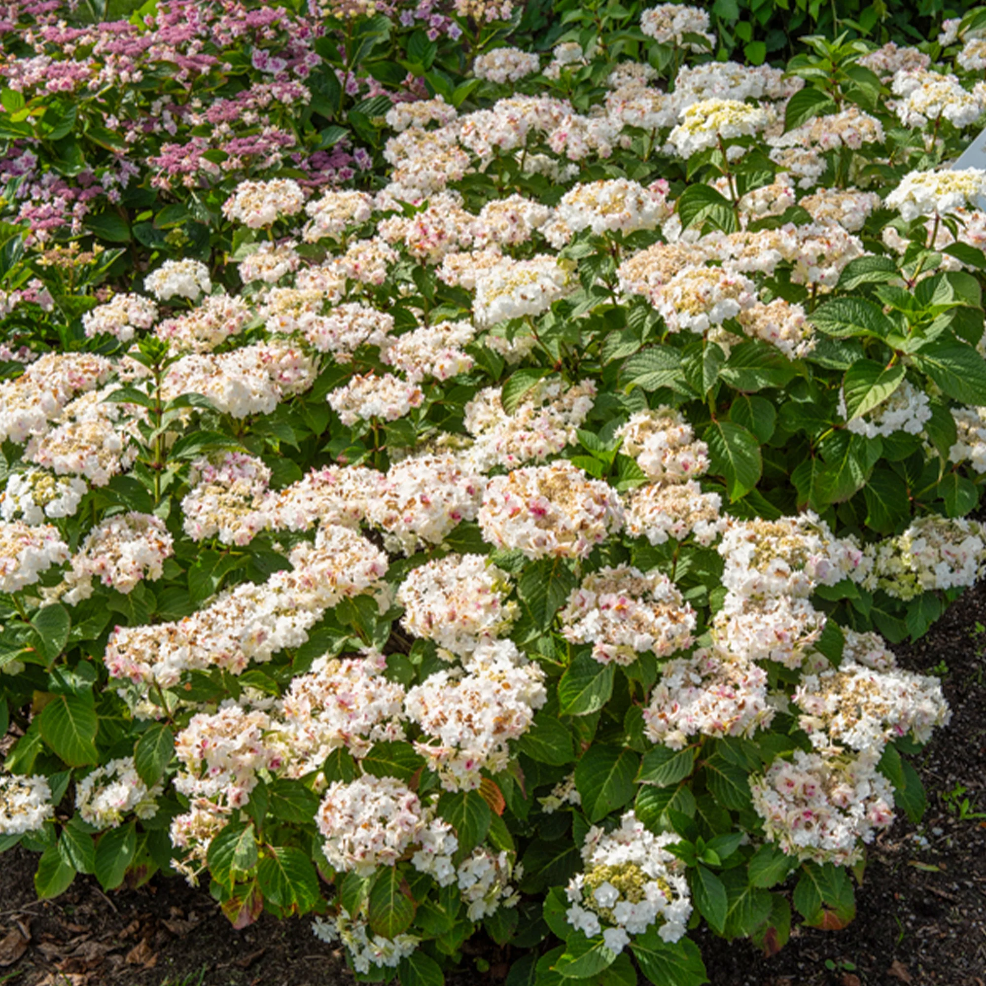 Hortensia Doppio Bianco - Image 2