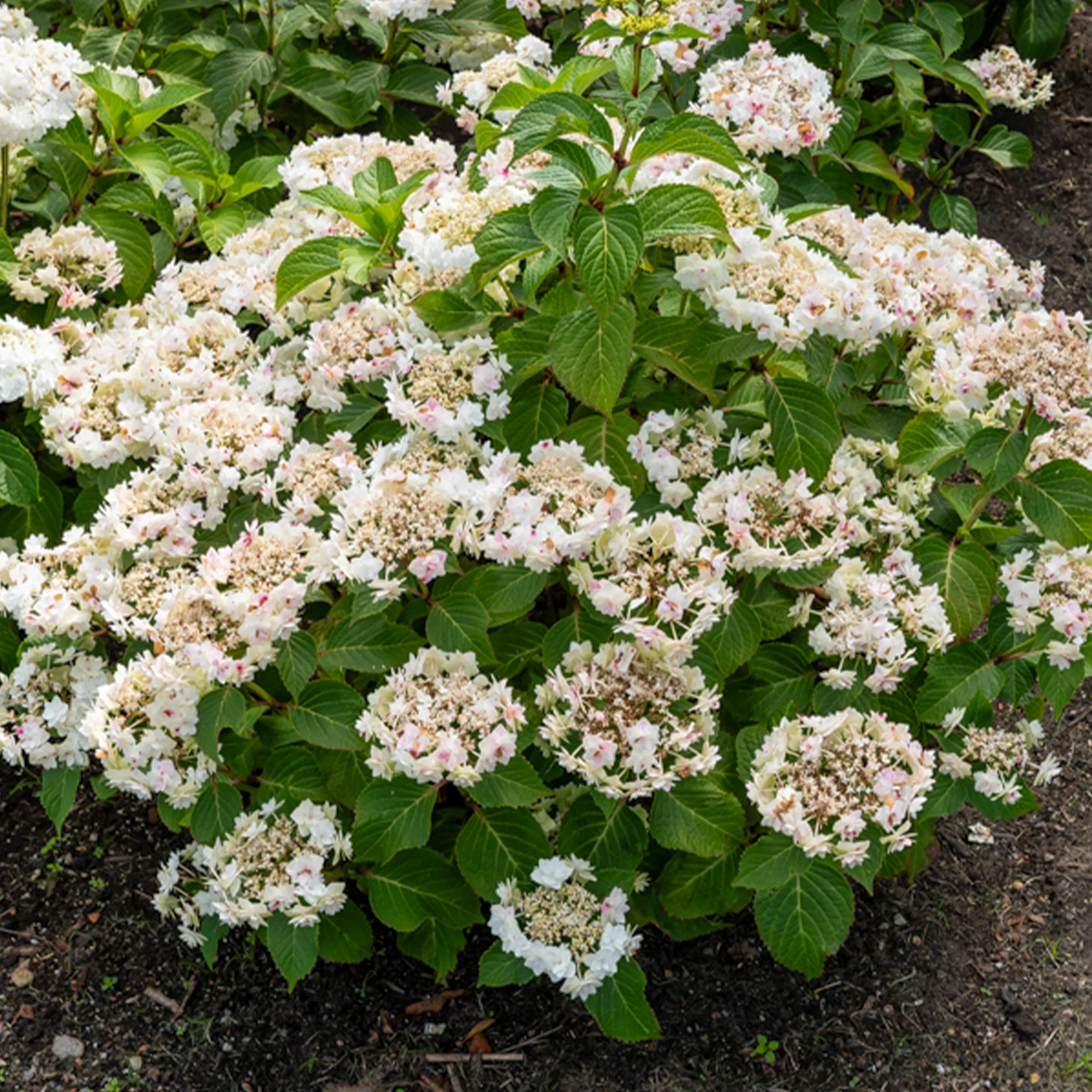 Hortensia Doppio Bianco - Image 3