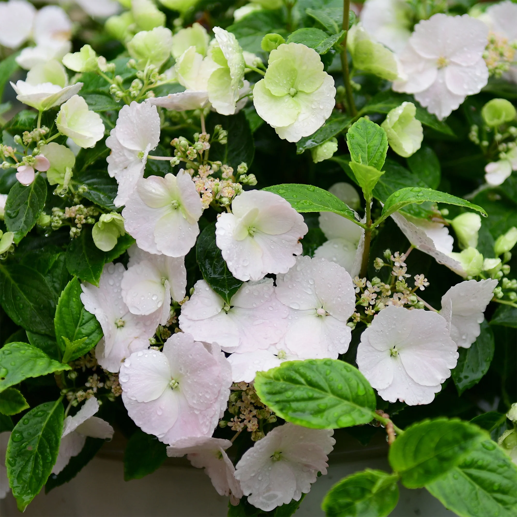 Hortensia Runaway Bride® Snow White