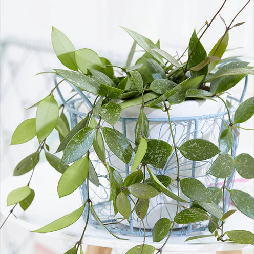 Hoya Gracilis - Image 2