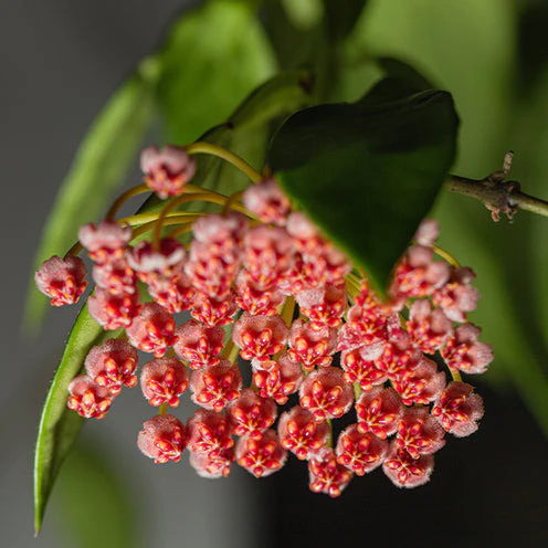 Hoya Gracilis - Image 3