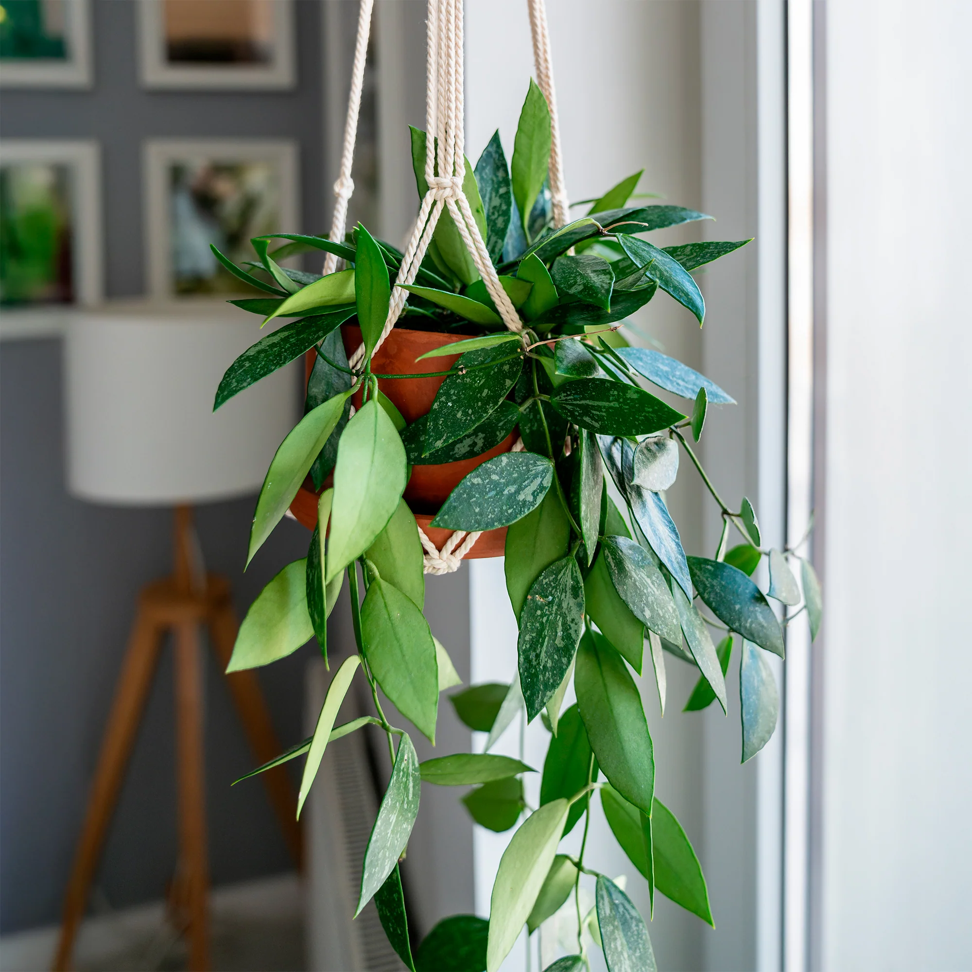 Hoya Gracilis - Image 4