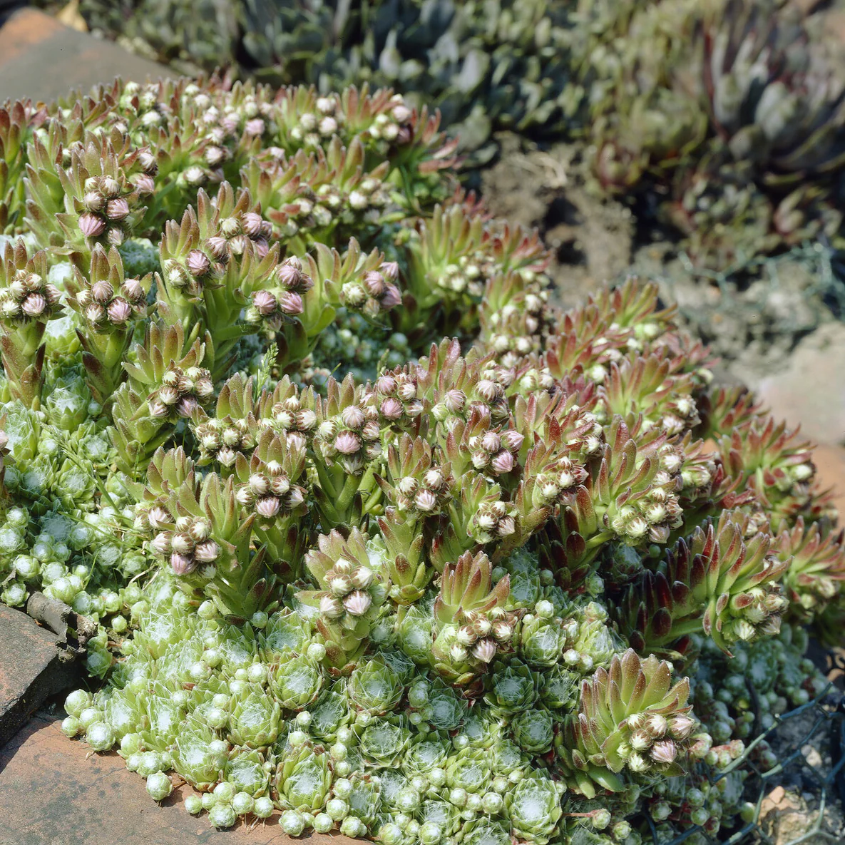 Huislook Sempervivum arachnoideum