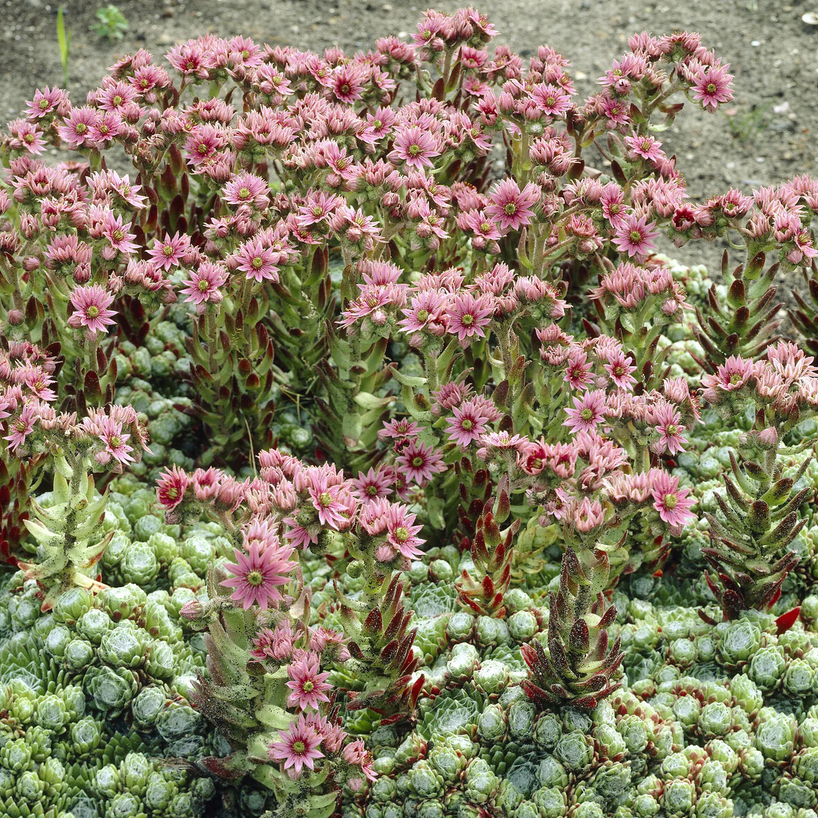 Huislook Sempervivum arachnoideum - Image 2