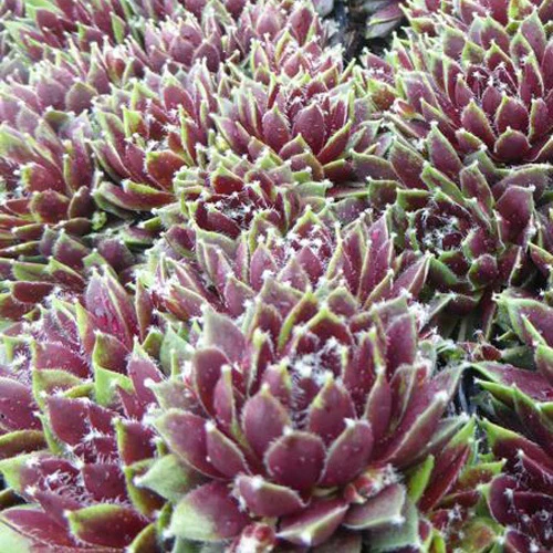 Huislook Silberkarneol
