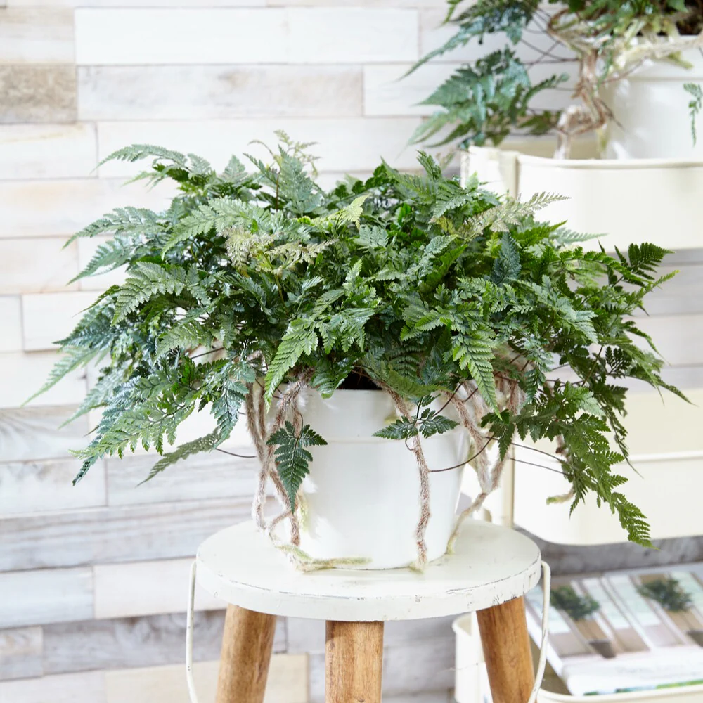 Humata tyermanii