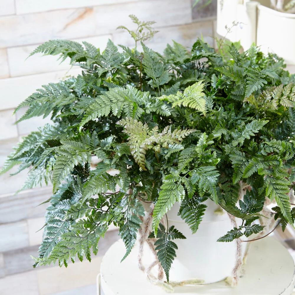 Humata tyermanii - Image 2