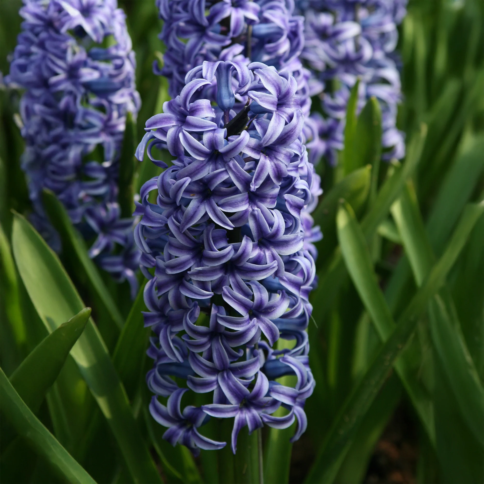 Hyacint Blue Jacket - Image 3