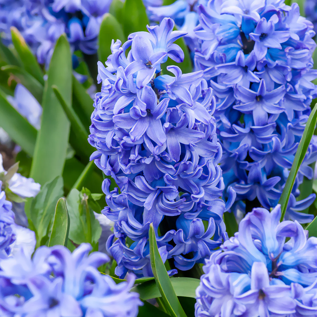 Hyacint Delft Blue