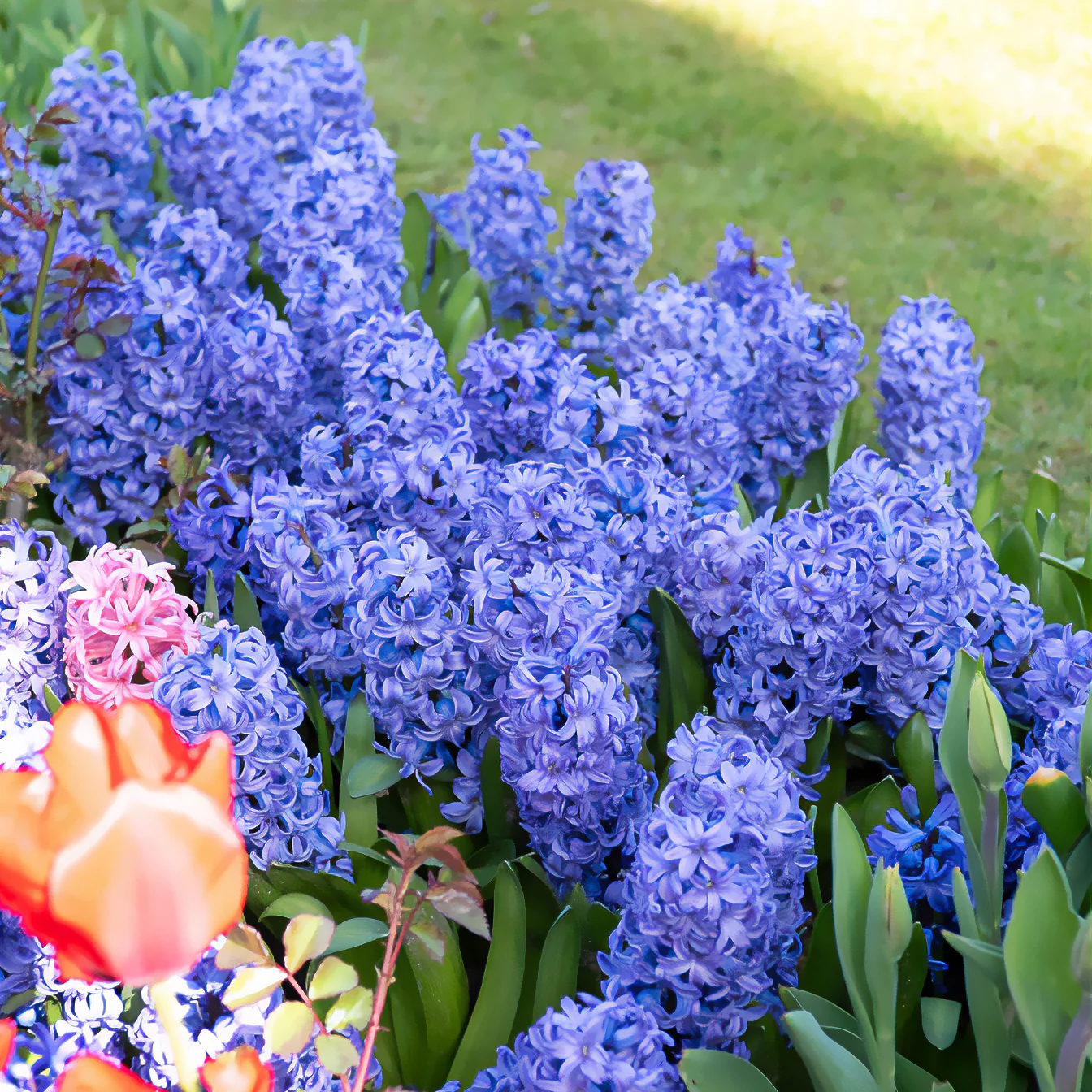 Hyacint Delft Blue - Image 2