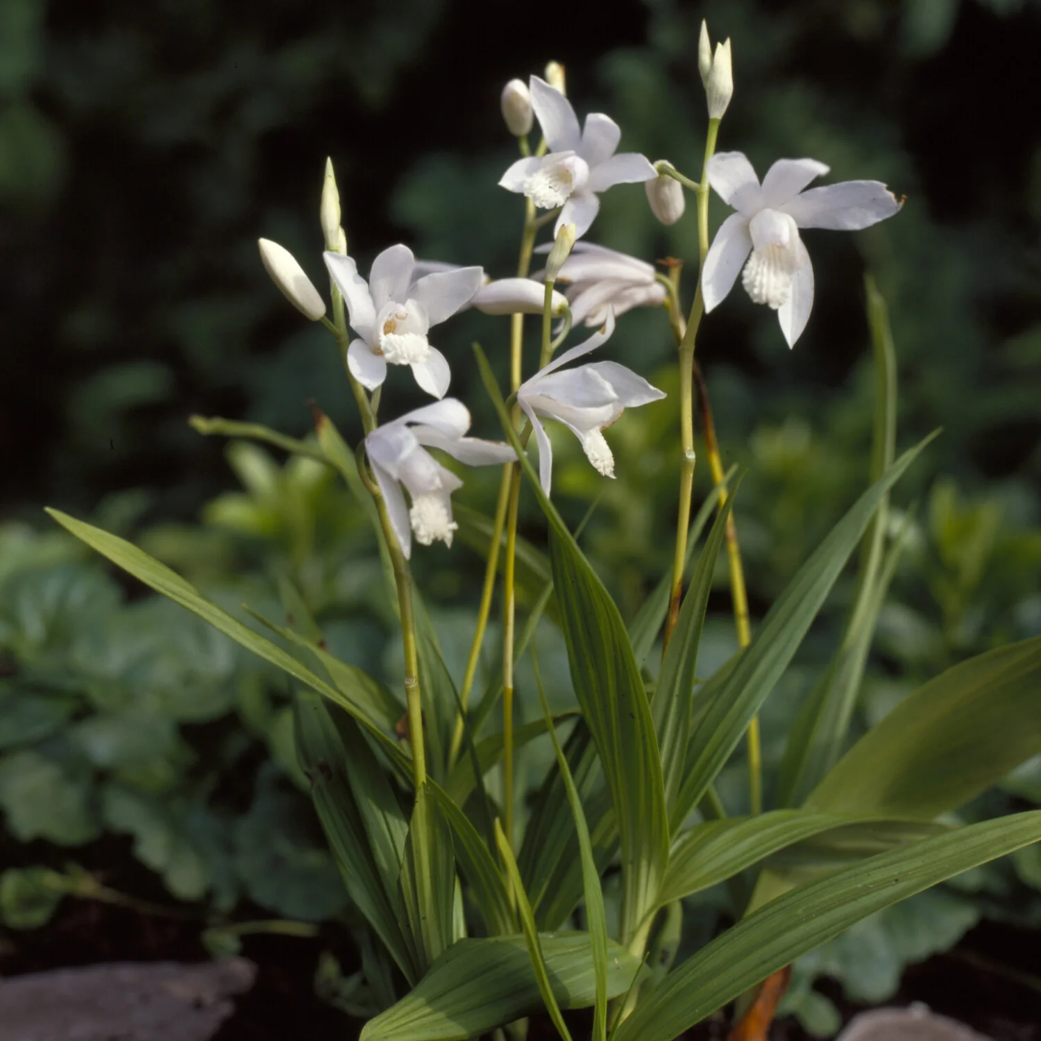 Hyacint-orchidee Alba