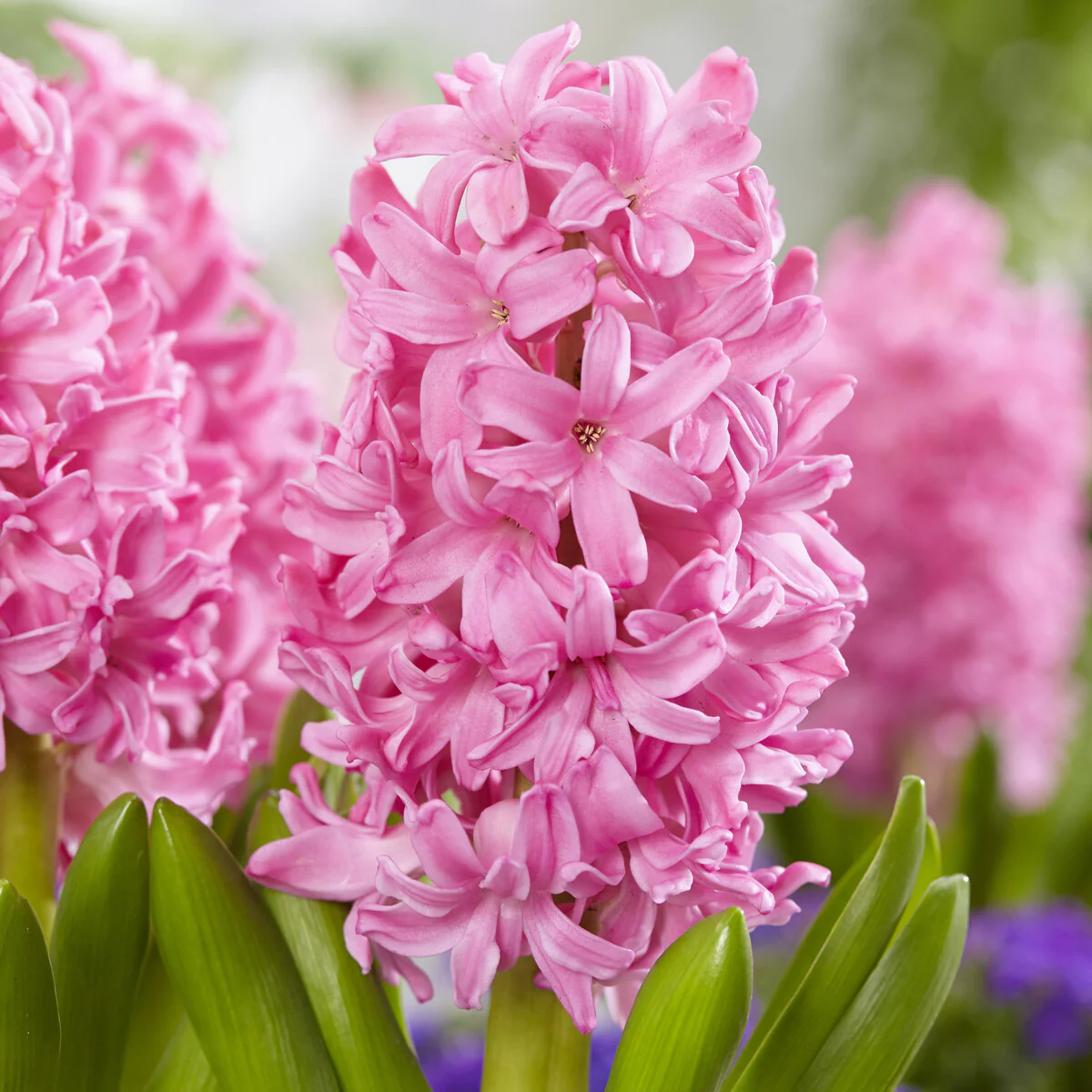 Hyacint Pink Pearl