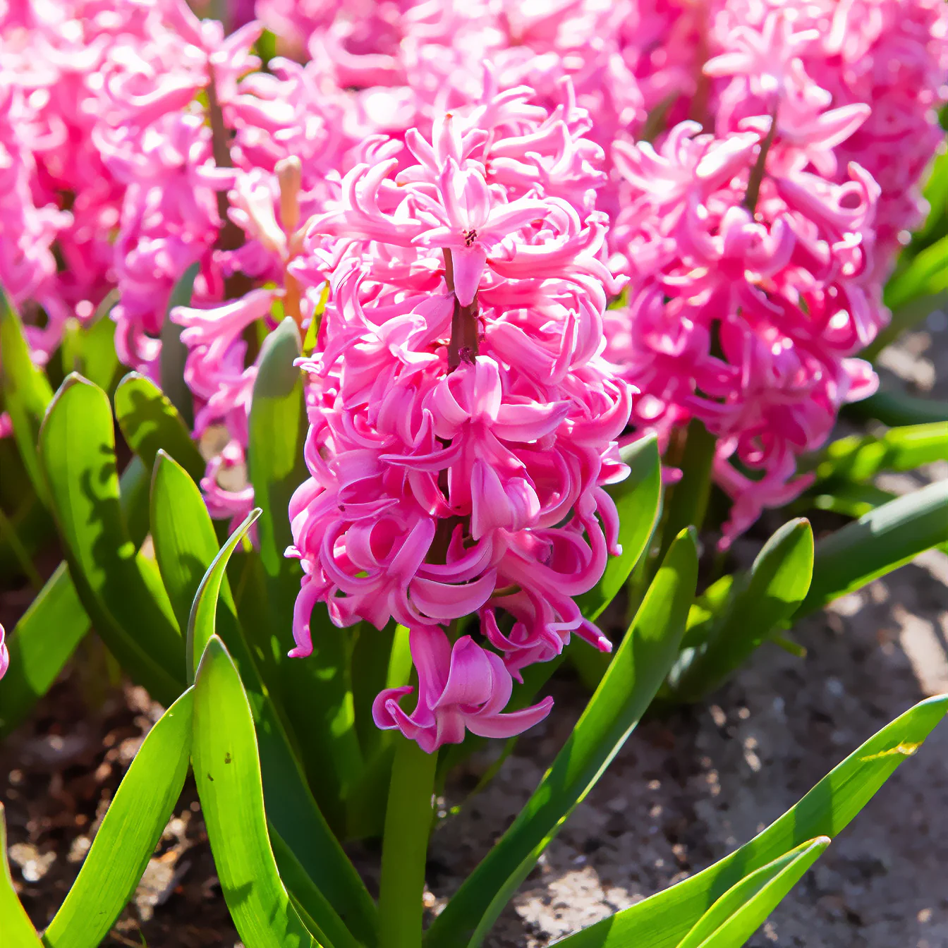 Hyacint Pink Pearl - Image 2