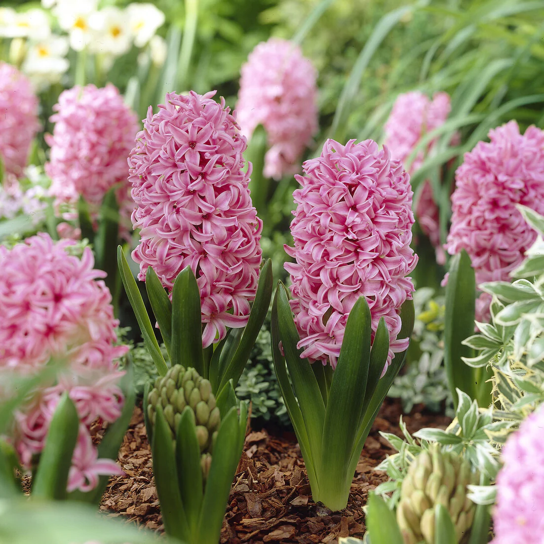 Hyacint Pink Pearl - Image 3