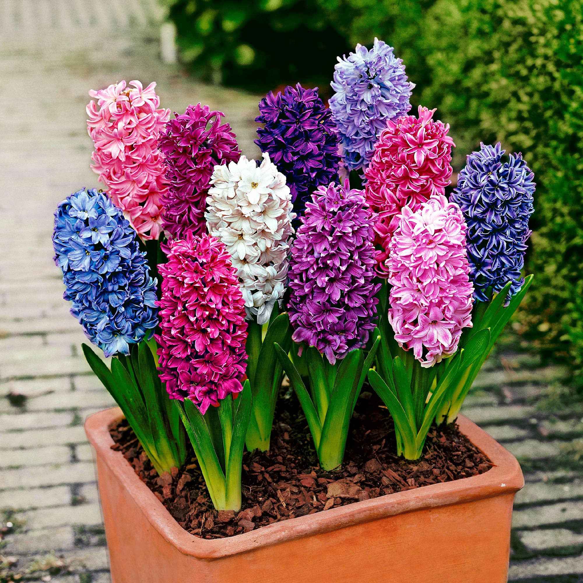 Miniatuur 1