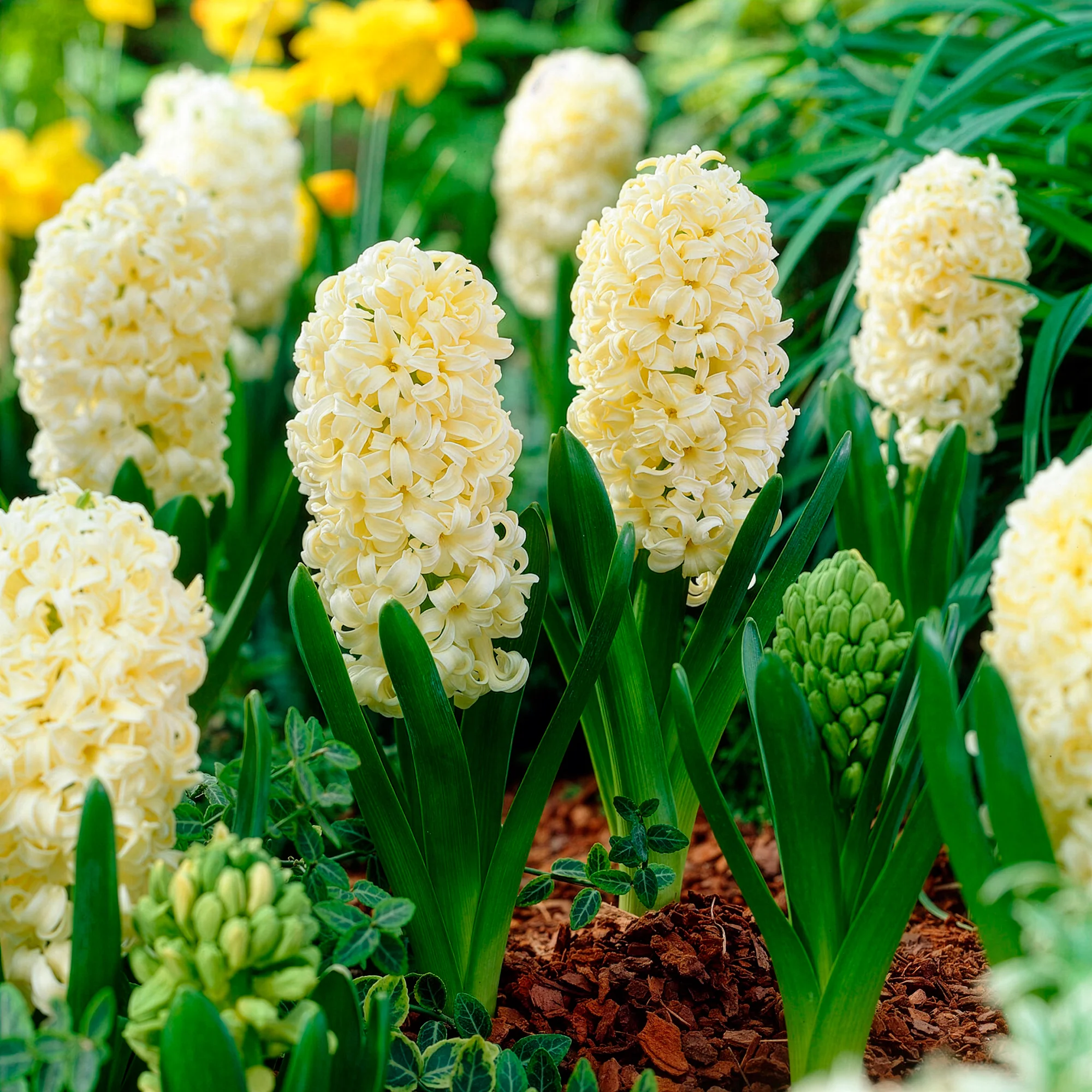 Miniatuur 1