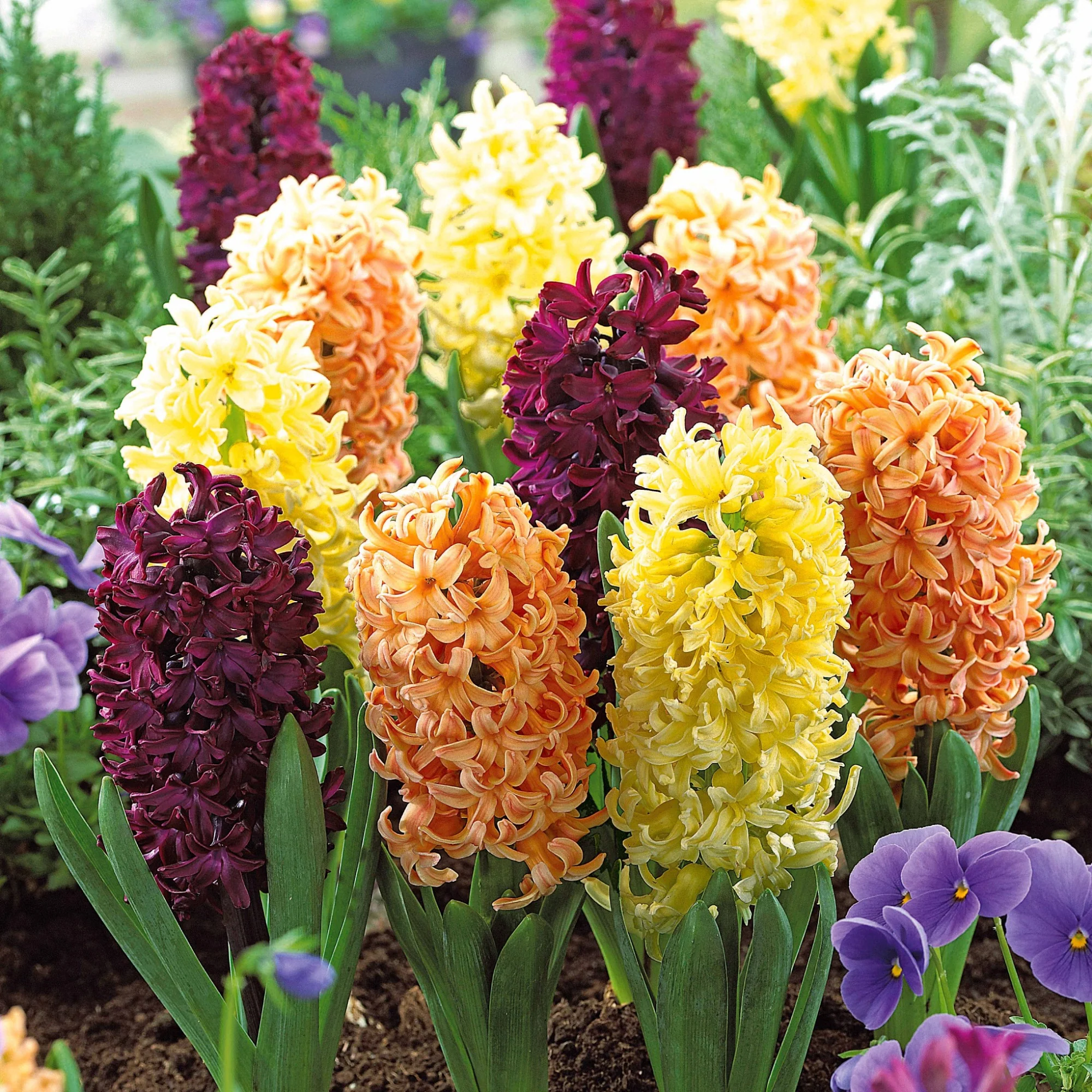 Hyacinthen Collectie: 'Gipsy Queen' + 'Woodstock' + 'City of Haarlem' (x9)
