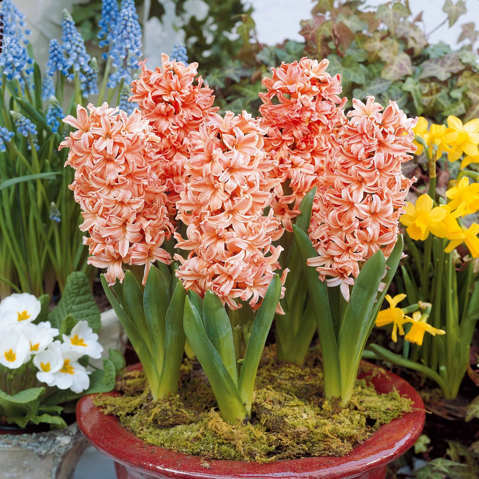 Hyacinthen Collectie: 'Gipsy Queen' + 'Woodstock' + 'City of Haarlem' (x9) - Image 2