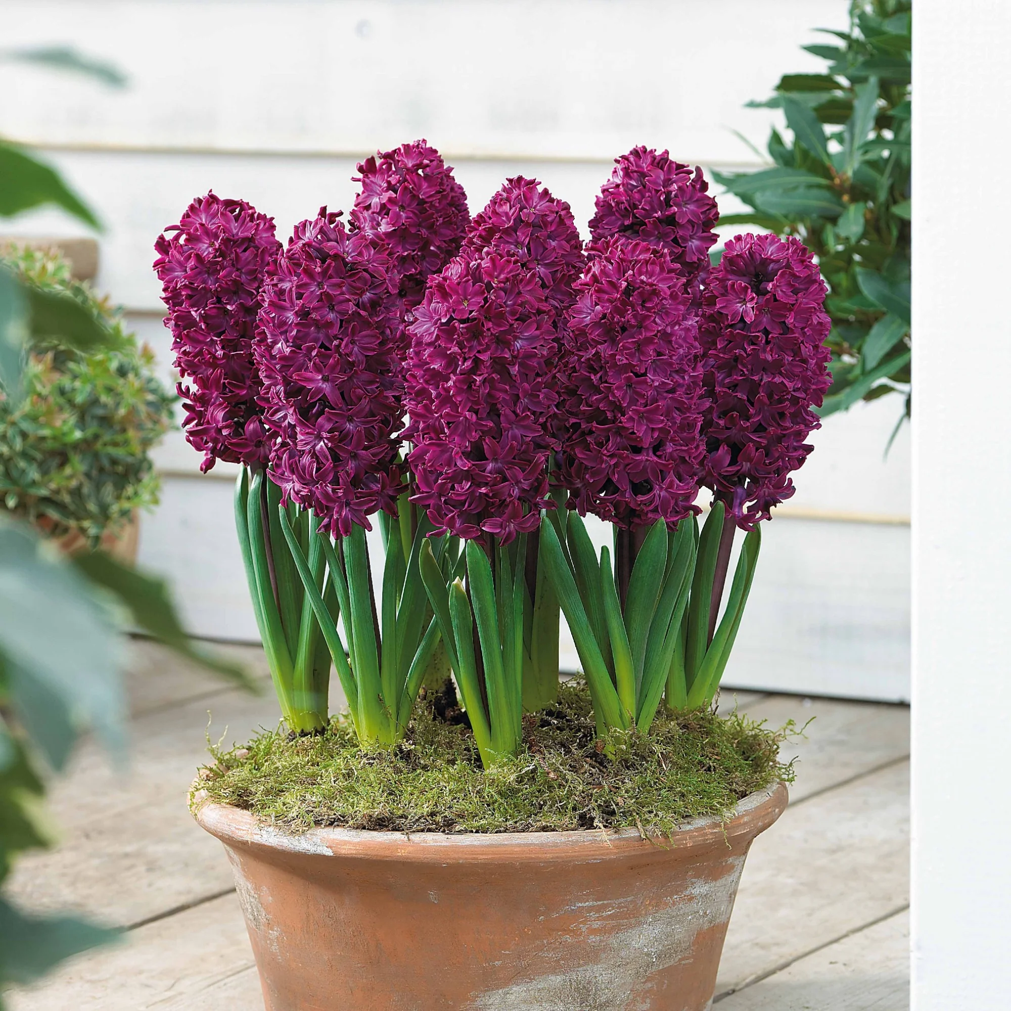 Hyacinthen Collectie: 'Gipsy Queen' + 'Woodstock' + 'City of Haarlem' (x9) - Image 3