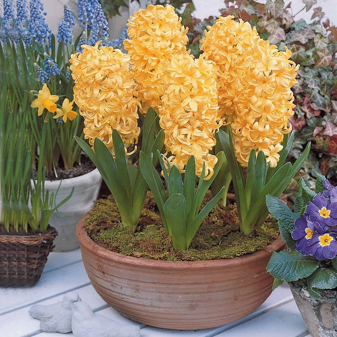 Hyacinthen Collectie: 'Gipsy Queen' + 'Woodstock' + 'City of Haarlem' (x9) - Image 4